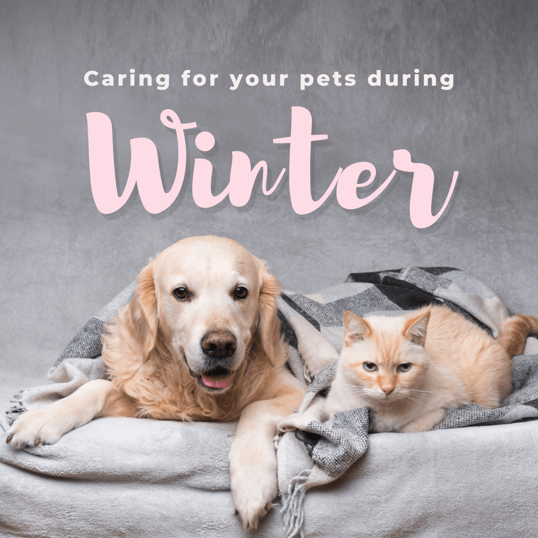 Caring For Your Pets During Winter Caring For Your Pets During Winter